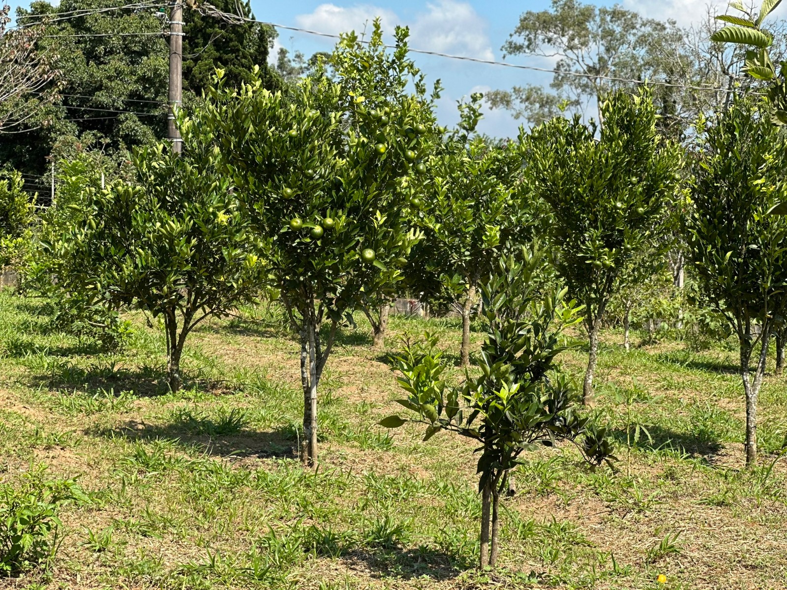 Pomar do S&iacute;tio Mayumi